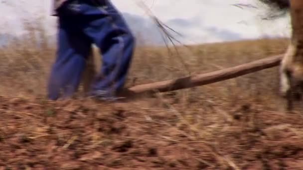 Agricultores que recolhem a colheita da batata — Vídeo de Stock