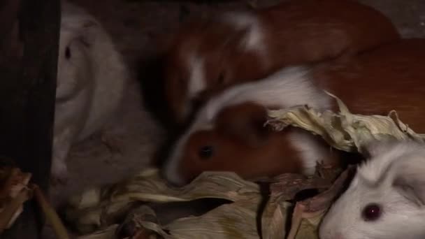 Meerschweinchen auf dem Bauernhof — Stockvideo