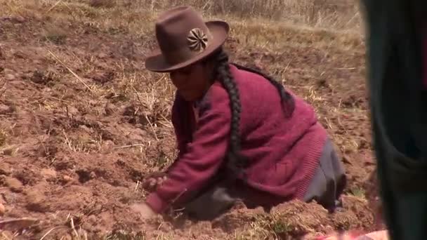 Agricultores que recolhem a colheita da batata — Vídeo de Stock