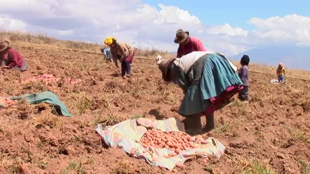 Farmers gathering potato harvest — Stock Video