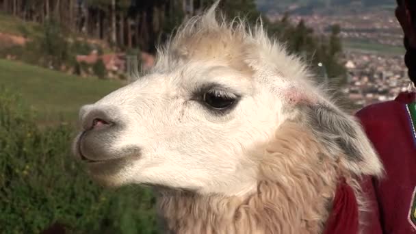 Frau in einer Straße in Cusco, die Wolle mit Lamas spinnt — Stockvideo