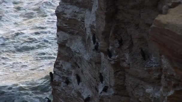 Птицы сидят на краю скалы — стоковое видео