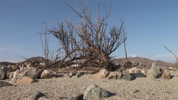 De woestijn nazca in peru — Stockvideo