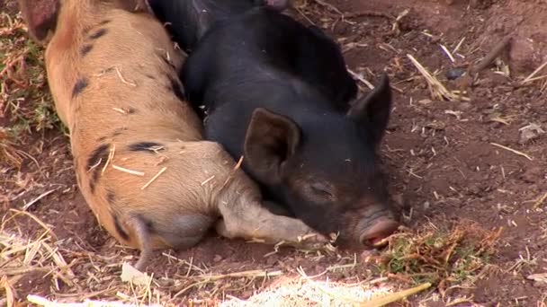 안데스 산맥에 있는 농장에서 작은 돼지 — 비디오