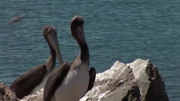 Pelícanos en Bahía Pequeña en el Parque Nacional Paracas — Vídeo de stock