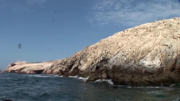 Ballestas Islands near Peru — Stock Video