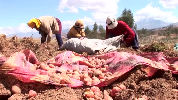 Zemědělci shromažďování sklizně brambor — Stock video