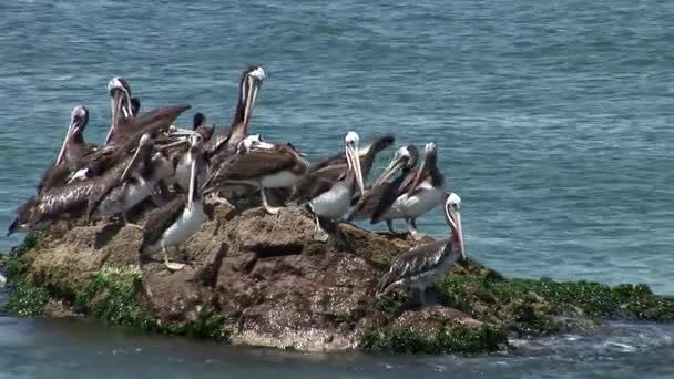 Пелікани в невеликих Bay у місті Paracas Національний парк — стокове відео