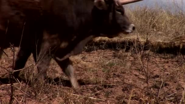 Bauern bei der Kartoffelernte — Stockvideo