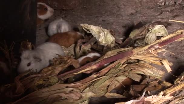 Meerschweinchen auf dem Bauernhof — Stockvideo