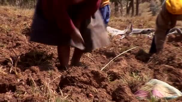 Agricultores que recolhem a colheita da batata — Vídeo de Stock