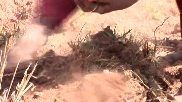 Agricultores recogiendo cosecha de patata — Vídeo de stock