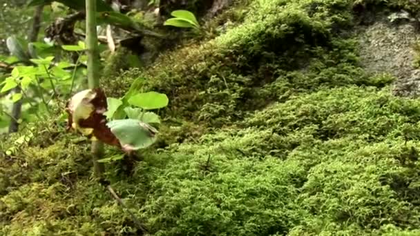 Hutan setelah hujan di Andes — Stok Video