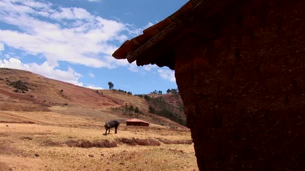 Çiftlikte Peru Andes — Stok video