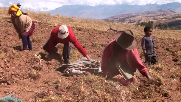 Agricultores que recolhem a colheita da batata — Vídeo de Stock