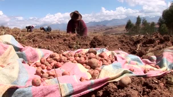 Οι αγρότες συγκέντρωση συγκομιδή της πατάτας — Αρχείο Βίντεο