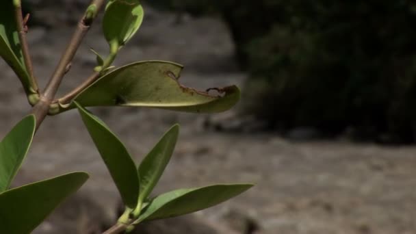 Urubamba Fluss und Busch — Stockvideo