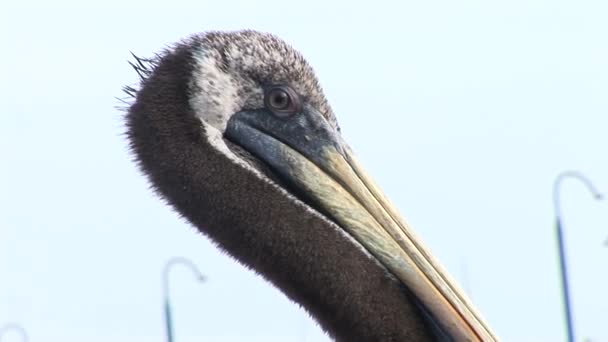 Close up of Pelican head — Stock Video