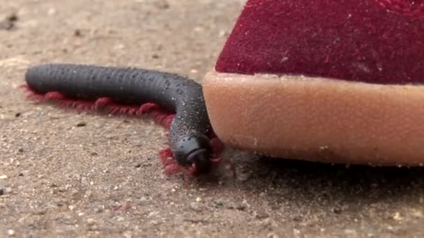 Large millipede walks along — Stock Video