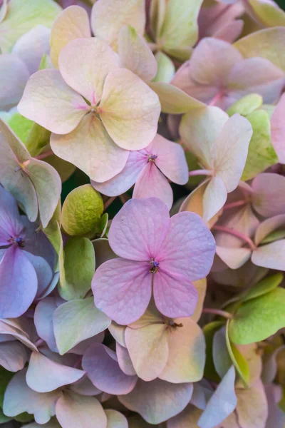 Vielfarbige Rosa Grüne Blütenstände Hortensie Blume Hintergrund Nahaufnahme — Stockfoto