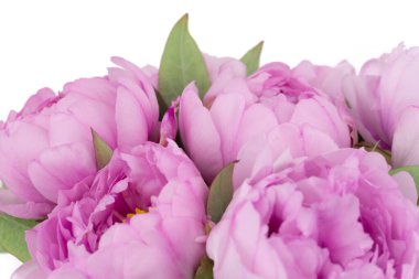 Beyaz arkaplanlı pembe şakayık çiçekleri.