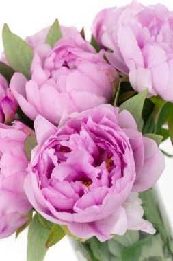 Beyaz arkaplanlı pembe şakayık çiçekleri.