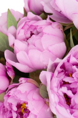 Beyaz arkaplanlı pembe şakayık çiçekleri.