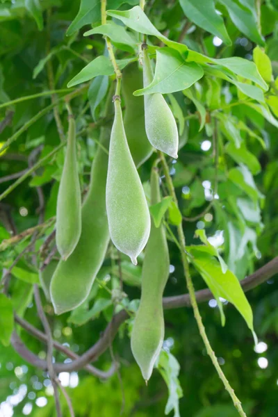 Green Pods Wisteria Seeds Tree — Stock Photo, Image