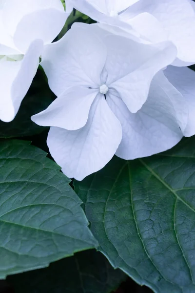 Snow White Hydrangea Inflorescence Green Leaves Close — Photo