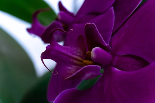 Purple Orchid Flowers White Green Close — Stock Photo, Image