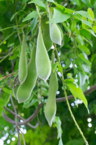 Green Pods Wisteria Seeds Tree — Stock Photo, Image