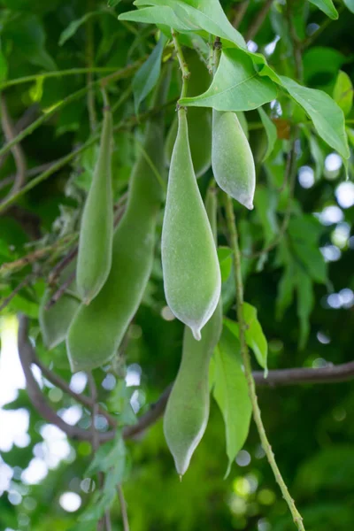 Green Pods Wisteria Seeds Tree — Stock Photo, Image