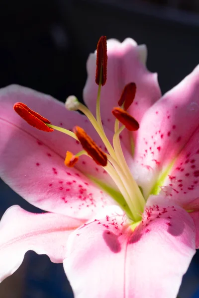 Czuły Różowy Lilia Kwiat Zbliżenie Sunbeams — Zdjęcie stockowe