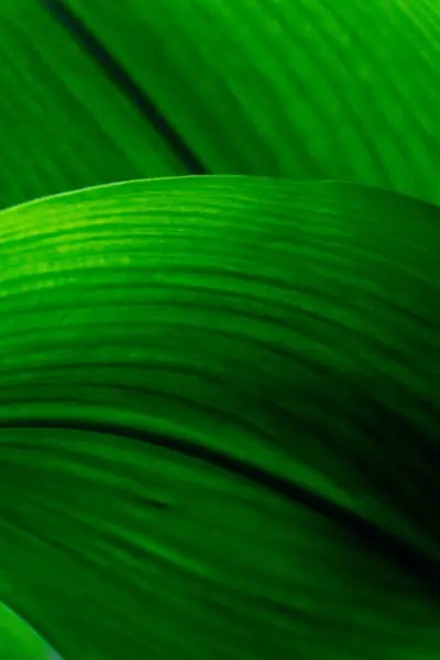 Luminoso Verde Foglie Texture Primo Piano Sfondo — Foto Stock