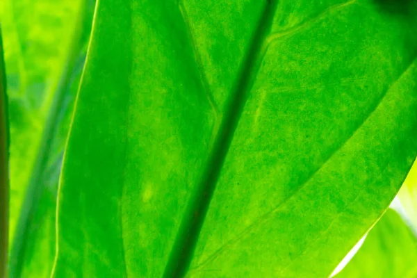 Bright Green Leaves Texture Closeup Background — Stock Photo, Image