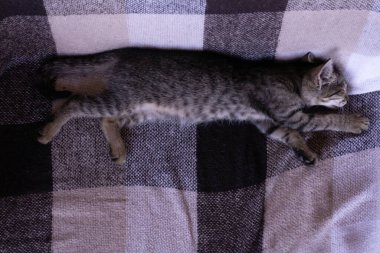 Küçük tekir kedicik bej kareli ekose üzerinde uyuyor.