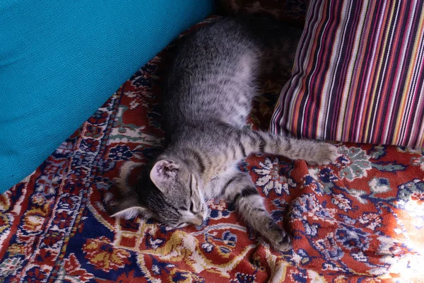 Pequeno Gatinho Mesa Está Cobertor Colorido Travesseiros — Fotografia de Stock