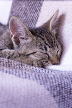 Küçük tekir kedicik bej kareli ekose üzerinde uyuyor.