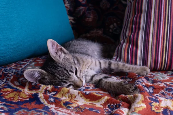 Küçük Tekir Kedicik Renkli Bir Battaniye Yastığın Üzerinde Yatıyor — Stok fotoğraf