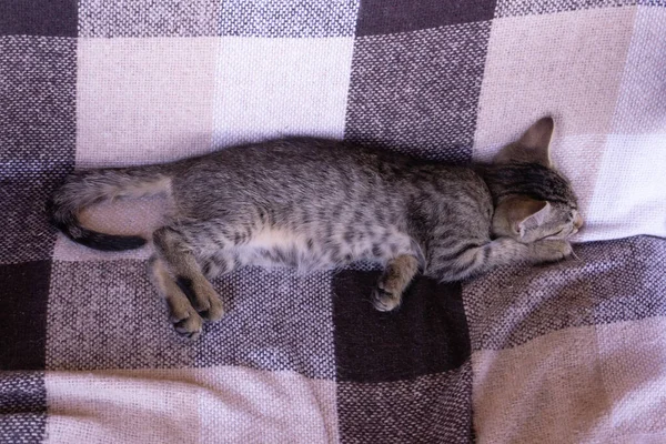 小胖胖的小猫睡在米色格子格子布的床上 — 图库照片
