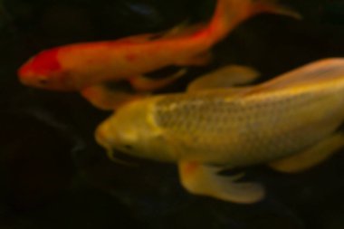 Gölde balık sazan balığı var. Yaklaş.