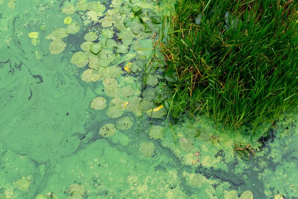 Grönt Vatten Floden Med Vattenlevande Växter Vass Och Anka Ovanifrån — Stockfoto