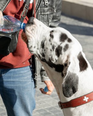 Günlük kıyafetli bir adam deniz kenarında güneş ışığında plastik şişeden Danua 'ya su veriyor.
