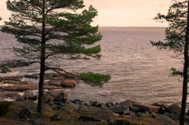 Beyaz deniz kıyısında çam. Ada işaret