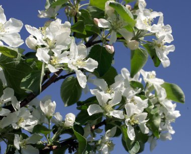 Elma dalı mavi gökyüzü arka plan üzerinde çiçeklenme