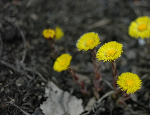 最初の春の花 — ストック写真