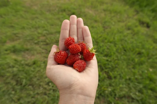 Fresas maduras en mano — Foto de Stock