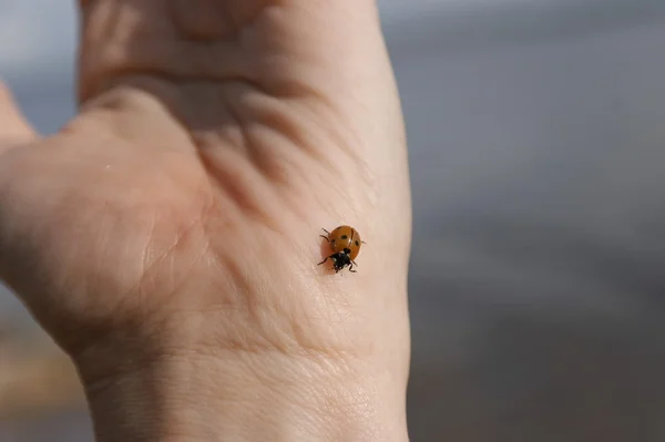 Mariquita en la mano — Foto de Stock