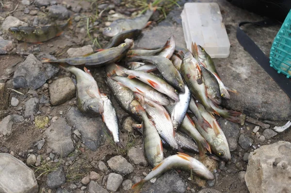 Pesca. Persico del fiume — Foto Stock