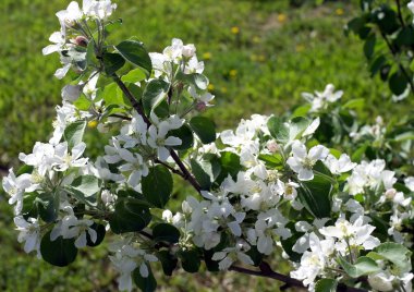 elma Şubesi çiçeklenme